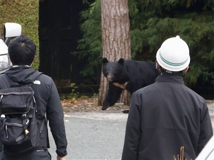 日本熊害延燒柴犬也遭殃 警方即日動用步槍獵熊
