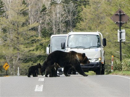日本熊害事件增 美國務院罕見發「野生動物」警示
