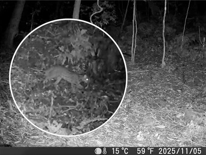 石虎睽違31年再現阿里山 創嘉南地區最高海拔紀錄