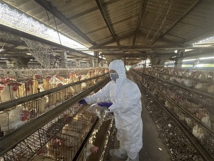 彰化啟動芬普尼監測　15家高風險蛋雞場都未檢出