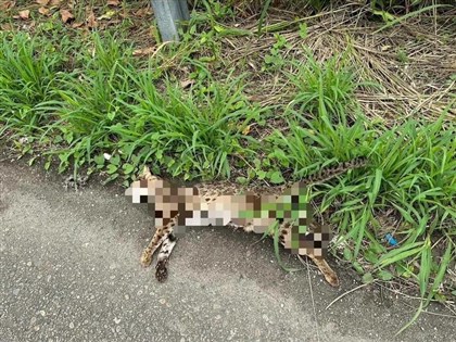 和美交流道堤防便道石虎路殺　籲民眾開車減速