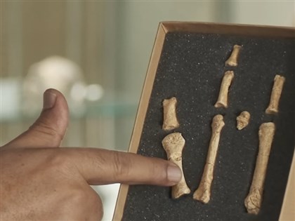 露西「祖先地位」受挑戰　非洲神祕足骨屬遠古人類新物種