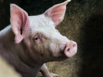 西班牙爆非洲豬瘟　1/3豬肉出口證書遭凍結