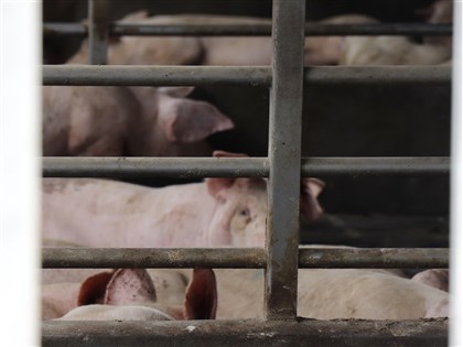 農業部規劃全面禁廚餘養豬　時程仍待與豬農討論