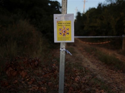 西班牙動員軍隊防非洲豬瘟　疑野豬吃受污染食物引發
