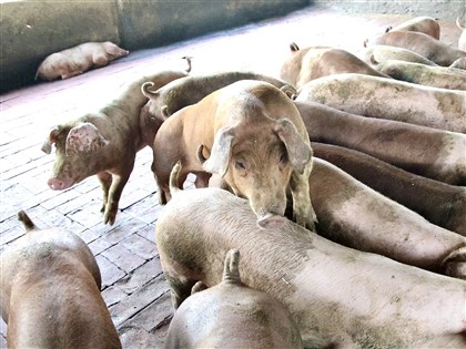 環部:事業廚餘定義已擬大方向 植物性殘渣可望養豬