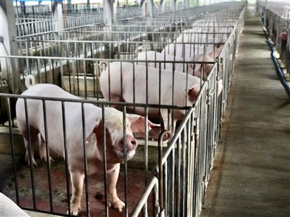 政院拍板116年起全面禁廚餘養豬　提前轉型飼料餵養可領補助