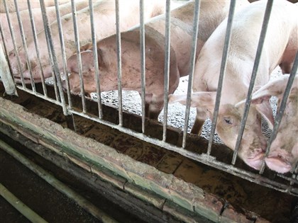 政院拍板116年起禁廚餘養豬　陳駿季：蒸煮設備明年底全拆除