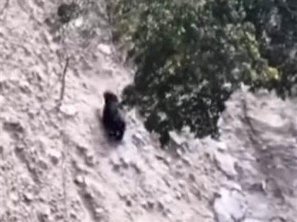 南投南豐、翠華村首度目擊台灣黑熊　林保署監測