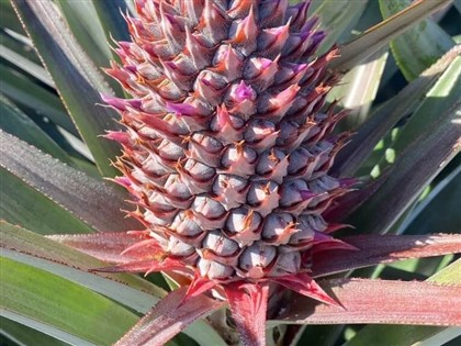 水果冷知識　鳳梨頭是底部、番石榴維生素C冠軍