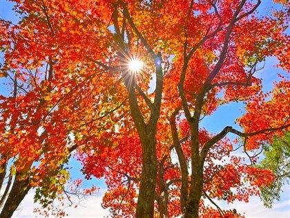 阿里山清晨結霜 攝影達人:進入最佳賞楓時刻