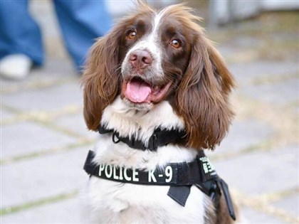 緝毒犬「可樂」助高雄刑大立功　曾搜索毒品工廠
