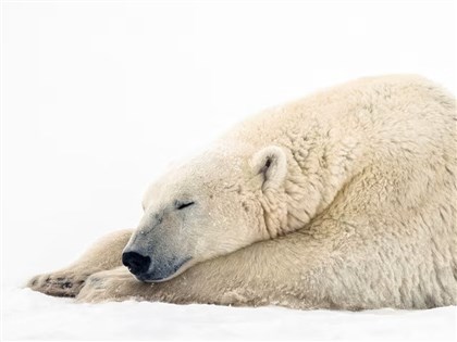野生北極熊罕見「收養」視如己出　研究人員：幼熊存活率大幅提高
