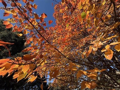 玉山塔塔加楓紅大爆發　沿路山坡如被打翻的調色盤