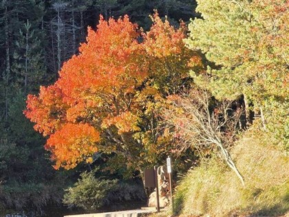 氣溫驟降楓紅率達8成　大雪山添紅橙黃繽紛景色