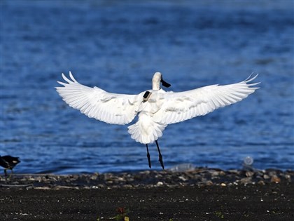 2年前韓國繫放　黑面琵鷺「12E」台東現蹤