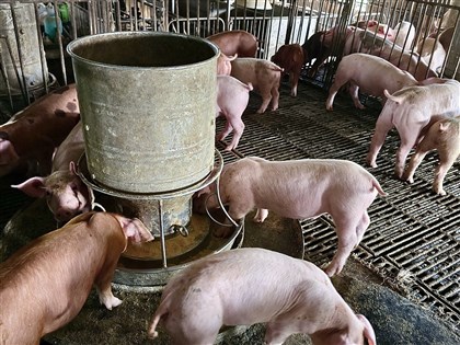 應變中心:27日起查獲偷用廚餘 不發轉型飼料補助