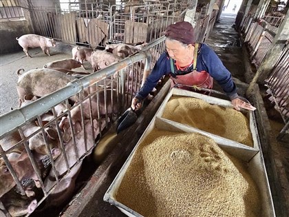 防非洲豬瘟 非法載運與餵飼廚餘最高可罰400萬元