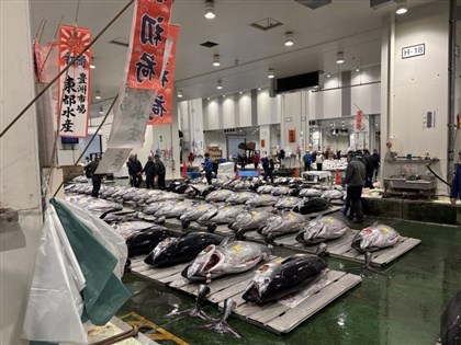日本新春黑鮪魚初競標  創5.1億日圓破紀錄天價