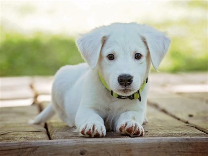 政院推動保新制　棄養寵物最高罰百萬、虐待致死加重刑期