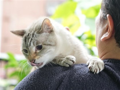 政院通過動保法修法　棄養寵物最高罰100萬、虐待動物最重關5年