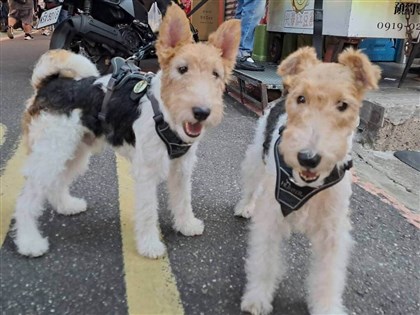 貓狗接種疫苗前先檢查　避免生病時注射