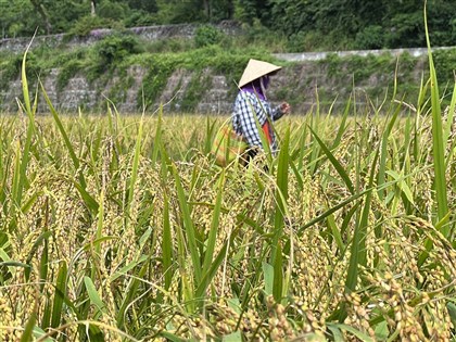 老農津貼擬調升至1萬元　農業部：逾53萬農民受惠