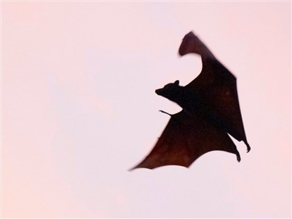 立百病毒將列第5類法定傳染病　症狀、預防方式QA一次看