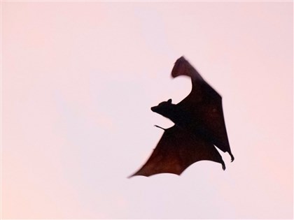 立百病毒3月列法定傳染病 台大研議診治指引