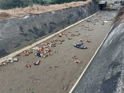 苗栗後龍棄置雞屍檢出H5N1 源頭疑來自台中養禽場