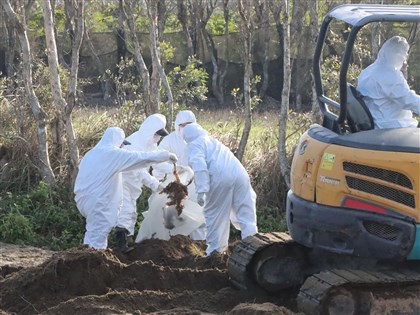 苗栗後龍地主收埋台中禽流感死雞　縣府開罰百萬送辦