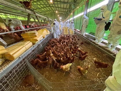 禽流感防疫雞蛋雞肉怎麼吃?烹調該注意什麼?問答一次看