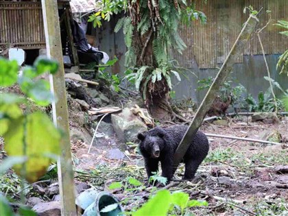 黑熊侵擾阿里山11工寮　林保署成功捕捉回放山林[影]
