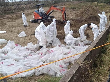 苗栗後龍遭埋台中禽流感斃死雞　開挖清出1216隻