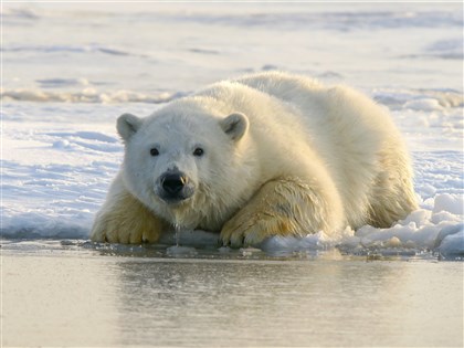海冰消融挪威北極熊反變壯　科學家也意外