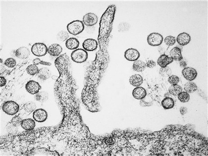 漢他病毒2017年來累計44例　疾管署籲大掃除落實防鼠三不原則