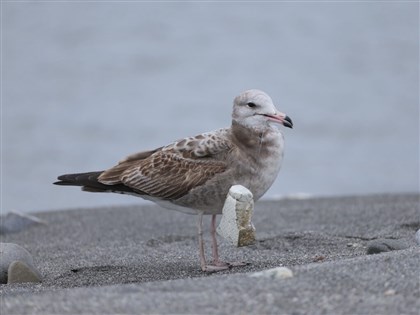 黑尾鷗遭海廢纏繞如攜隨身杯  影響覓食鳥友不捨[影]