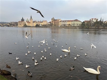 布拉格天鵝遭擄走影片瘋傳  警追查疑非法交易慣犯[影]