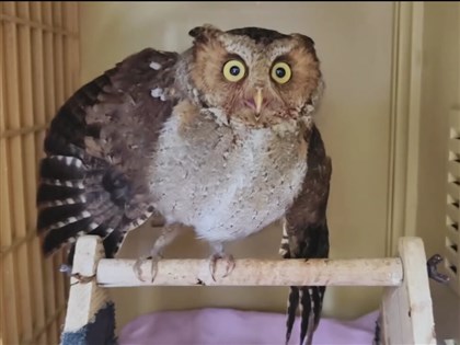 基隆山區遍布鳥網台灣藍鵲、鳳頭蒼鷹都遇害　黃嘴角鴞倖存