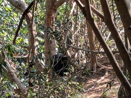 苗栗司馬限林道首見台灣黑熊　困陷阱獲救左掌截肢