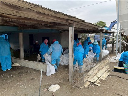 雲林四湖禽場棄置逾300斃死肉鵝　染H5N1禽流感、縣府撲殺開罰