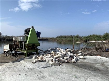 雲林禽場棄禽流感死鵝至漁塭旁　採檢魚隻化驗陰性