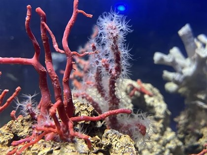 地中海紅珊瑚「致命吸引力」  潛水員冒險採紅金