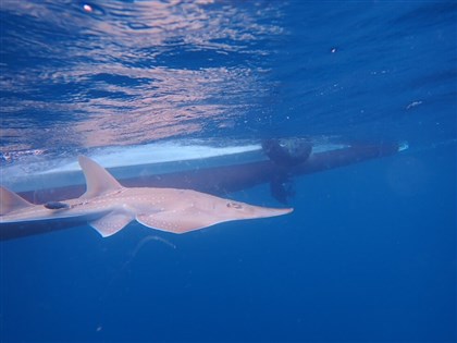 無斑龍紋鱝極度瀕危　水試所衛星標識放流追蹤