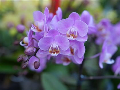 陳駿季：台美農產貿易互惠　外銷契機、消費者受惠[影]