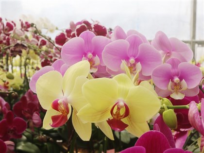 蝴蝶蘭等261項農產銷美零關稅　業者省2.19億美元