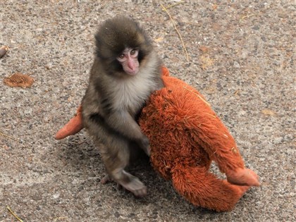 日本小猴子抱玩偶可愛爆紅　動物園來客倍增幫打氣[影]