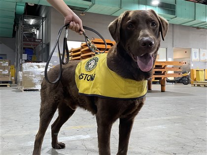 幼訓到一線尖兵　台美基因結晶緝毒犬Rafa破大案獲表揚