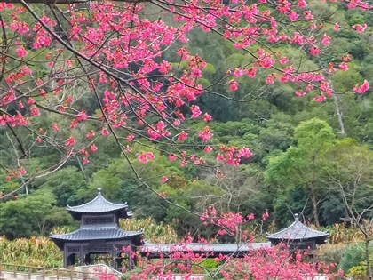 馬祖南竿櫻花迎盛開　可望成新景點