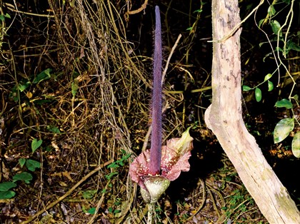 解密壽山「雷公槍」　自管處研究魔芋生長分布規律